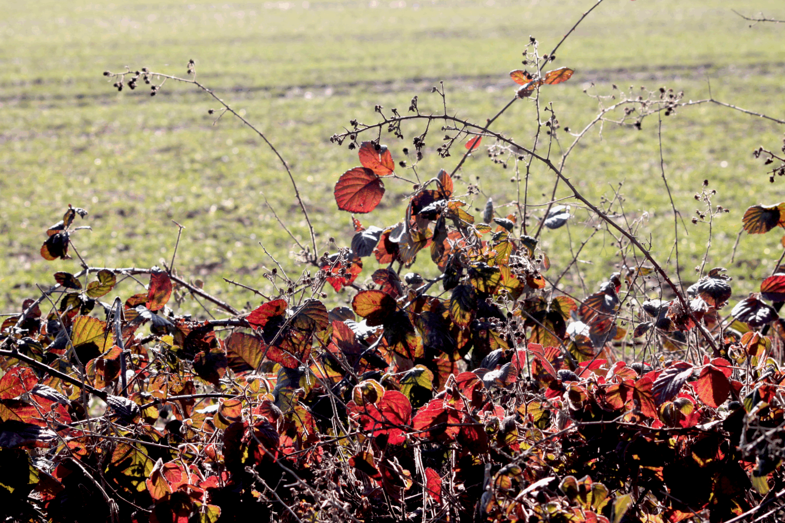 Intempéries d&rsquo;automne : aides possibles par le FSN