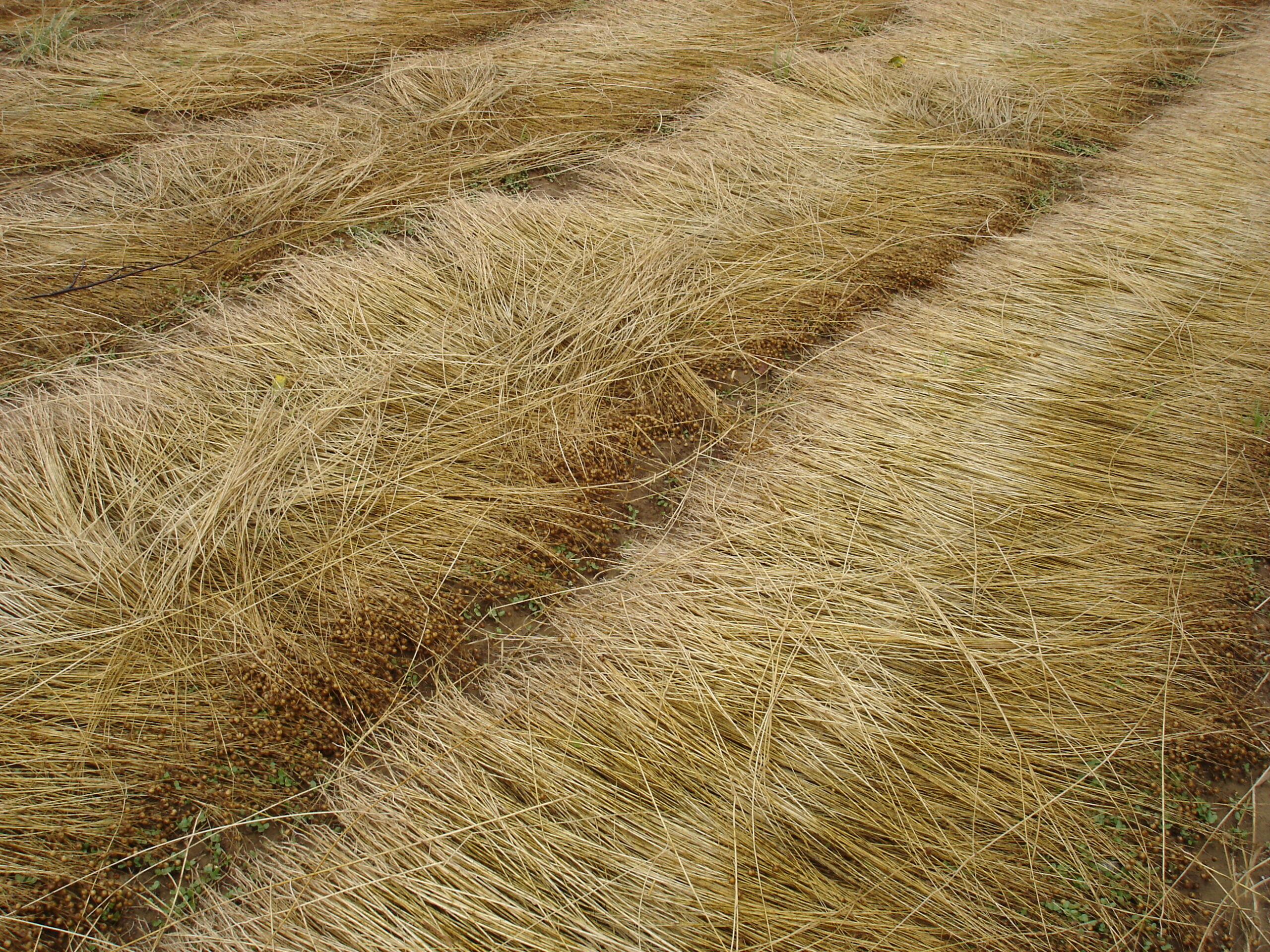 FranceAgriMer 2023 : Aide nationale pour l’acquisition de matériel de protection contre les aléas climatiques