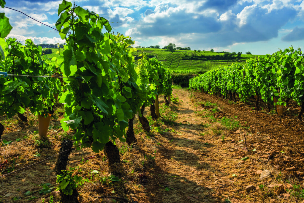 copyrignt Fotolia Eleonore H