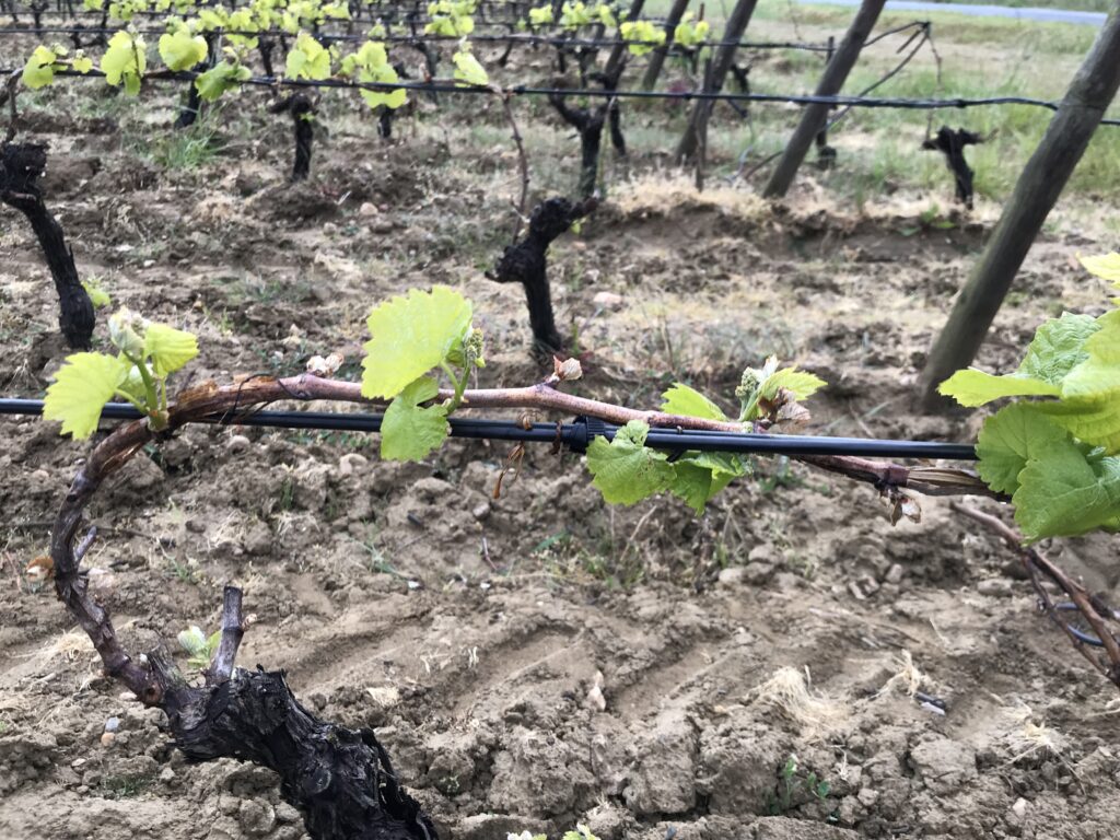 Fils chauffants pour vignes